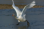 landing mute swan