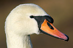 mute swan portrait