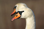 mute swan portrait