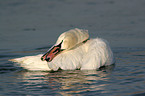 bathing mute swan