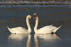 mute swans