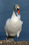 mute swan