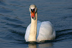 mute swan