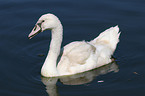 young mute swan