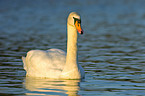 mute swan