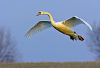 flying swan