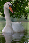 mute swan