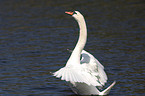 mute swan