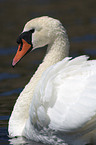 mute swan