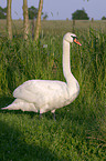 mute swan