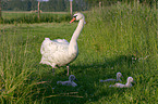 swan family