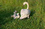 swan family