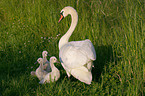 swan family