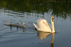 swan family