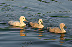 swan fledgling