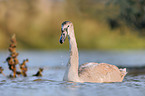 mute swan