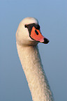 Mute Swan