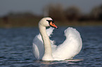 Mute Swan