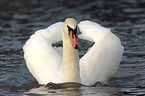 Mute Swan