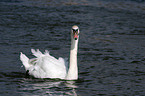 mute swan