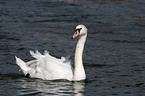 mute swan