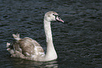 mute swan