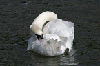 mute swan