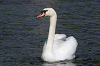 mute swan