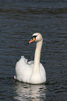 mute swan