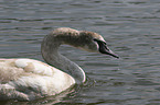 mute swan