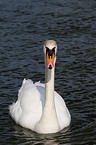 mute swan