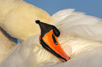 mute swan