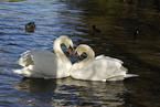 mute swan