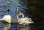 mute swan