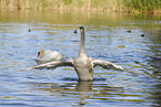 young mute swan