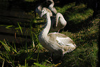 young mute swan