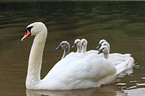 mute swan