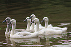 mute swan