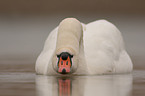 mute swan