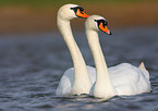 mute swans