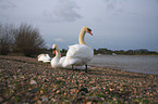 mute swans