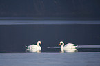 2 mute swans