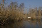 mute swan