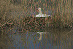 mute swan