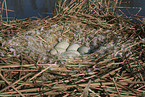 mute swan eggs