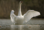 mute swan