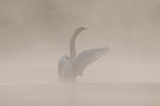 mute swan