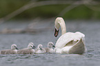 mute swans