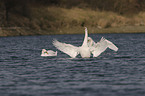 mute swans