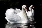 mute swans